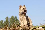CAIRN TERRIER 042